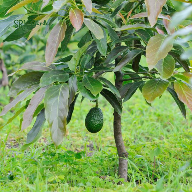 Dwarf Avocado HASS Tree Live Plant Seedling in 4 Inc Pot, 8 Months Old Well Rooted