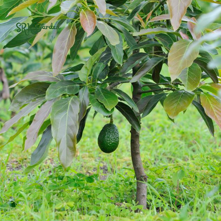 Dwarf Avocado HASS Tree Live Plant Seedling in 4 Inc Pot, 8 Months Old Well Rooted