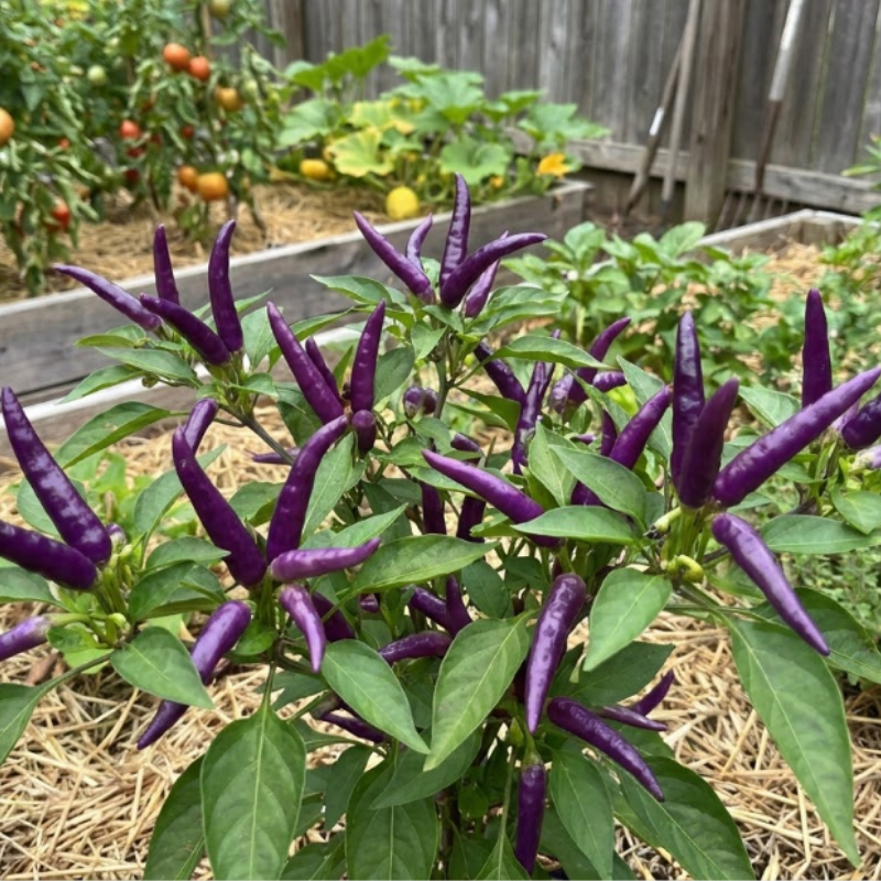Hot Pepper Seeds – Cayenne Long Slim & Buena Mulata Peppers, Spicy Chili Pepper Seeds