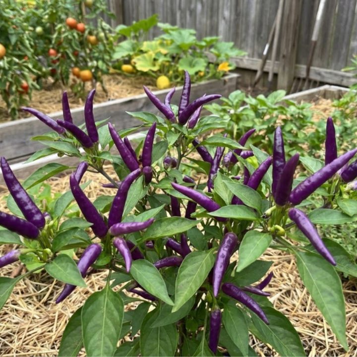 Hot Pepper Seeds – Cayenne Long Slim & Buena Mulata Peppers, Spicy Chili Pepper Seeds