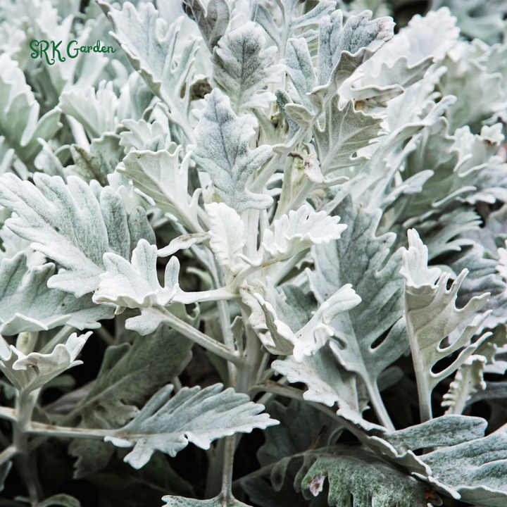 Dusty Miller Seeds, Senecio Cineraria | 200 Seeds