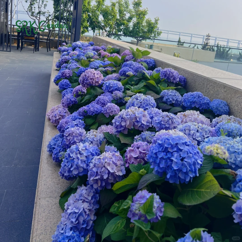 Hydrangea Flower Seeds Pack 100 Seeds