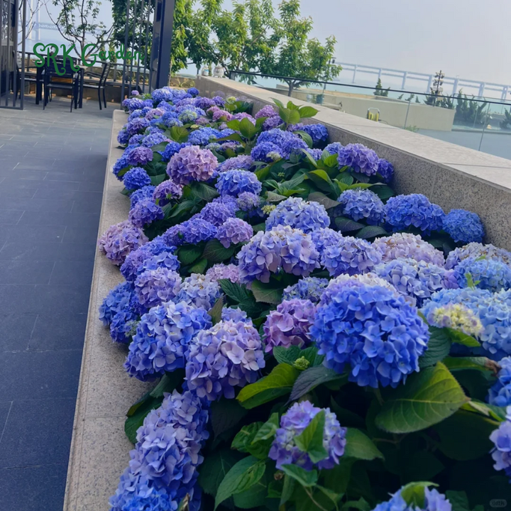 Hydrangea Flower Seeds Pack 100 Seeds