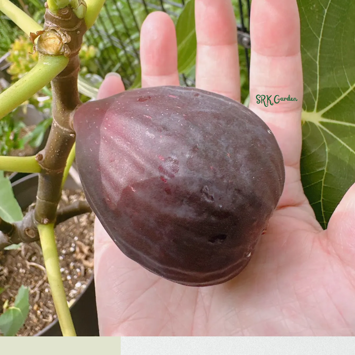 Fignomenal Fig Tree - Dwarf Fig Tree -  Live Tree Plant