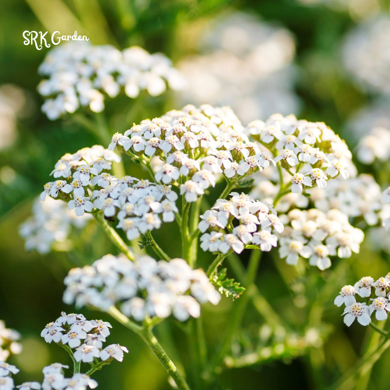 White Yarrow Seeds | 500 Seeds