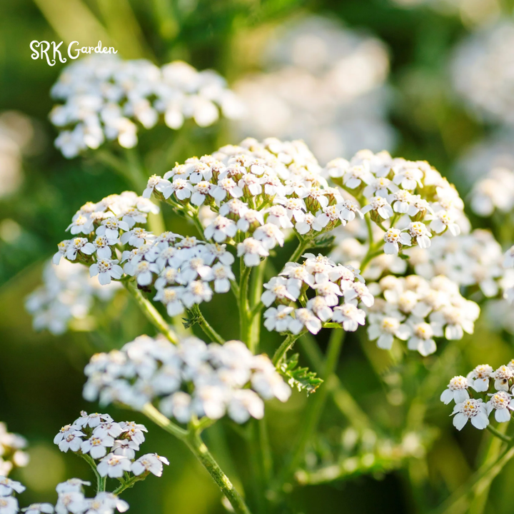 White Yarrow Seeds | 500 Seeds