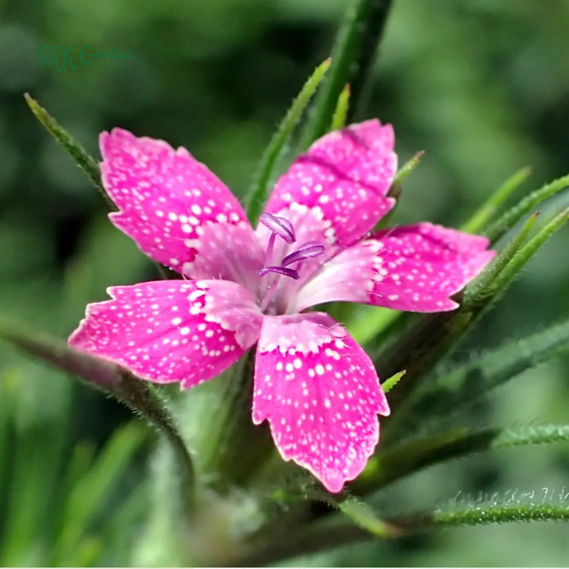 Deptford Pink Seeds for Spring | 100 Seeds