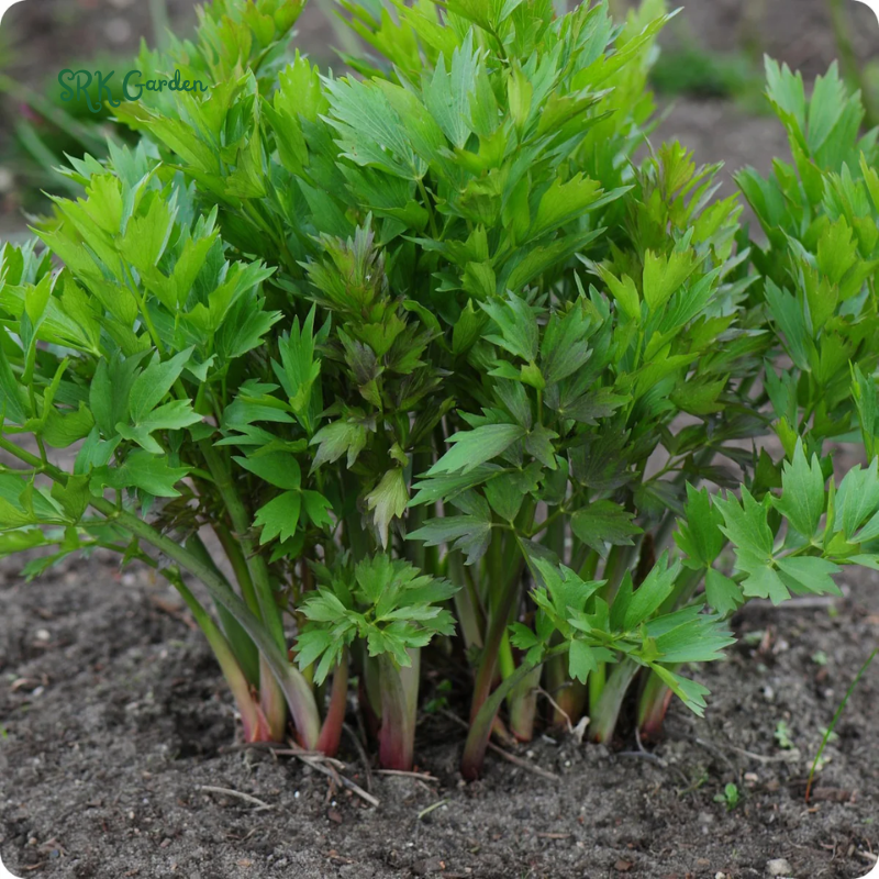 Lovage Seeds | 50 Seeds