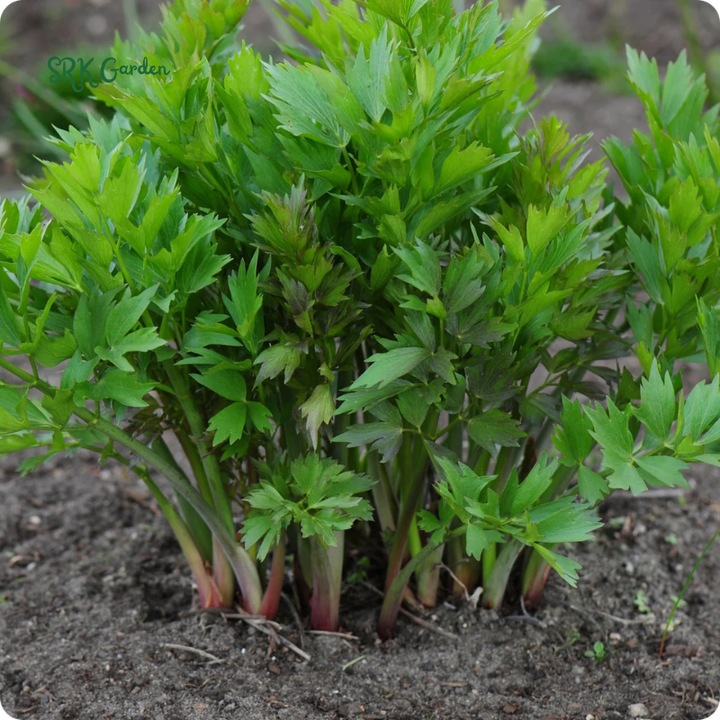 Lovage Seeds | 50 Seeds