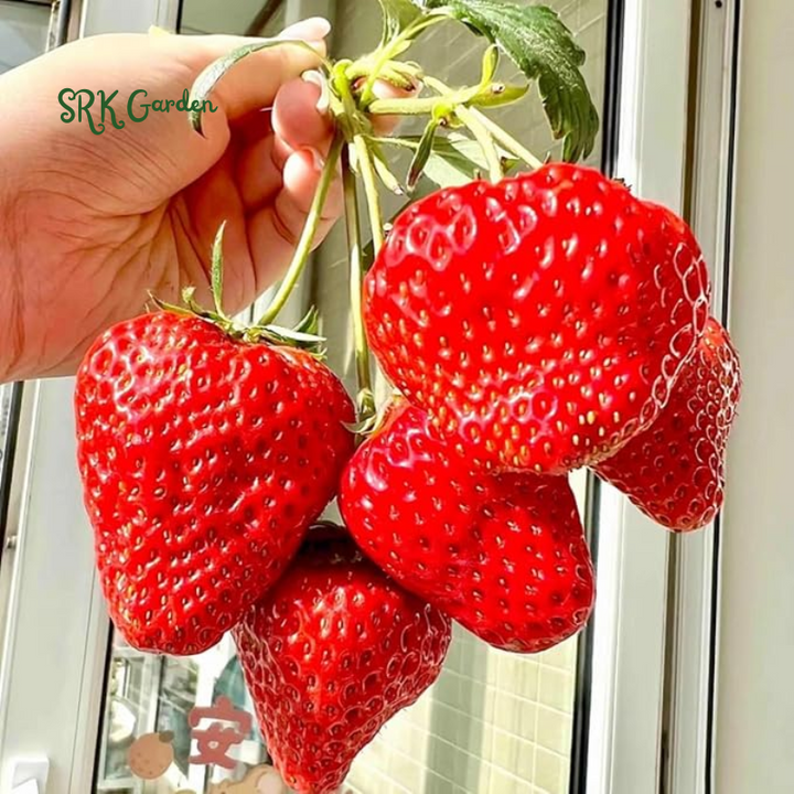 Strawberry Plants - Great for Planters - Day Neutral (Heavy Producer) - Bare Root
