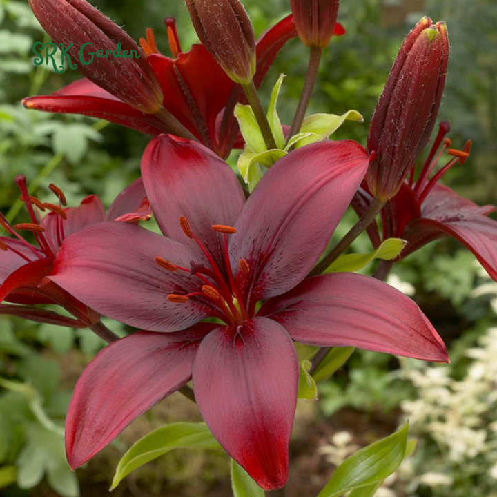 Lily, Ducati Asiatic Lily Bulbs | Sweet Fragance, Large Bloom 1 Bulbs