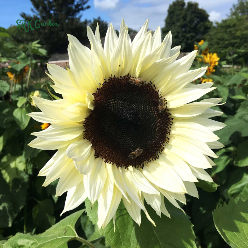 White Nite Sunflower Seeds | 20 Seeds