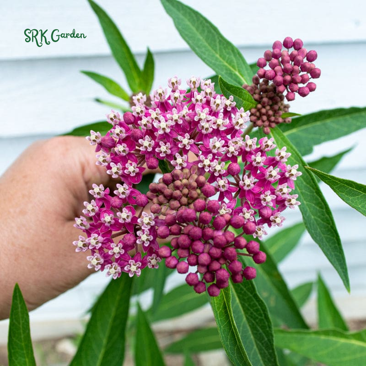 Prairie Milkweed Seeds | Pollinator Conservation Flower Seeds for Bees & Butterflies