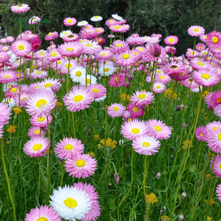 Paper Daisy Seeds for Planting | 500 Seeds