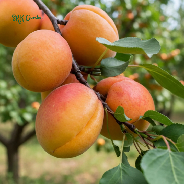 Sweet Bearing Hardy Apricot Seedling 1ft tall