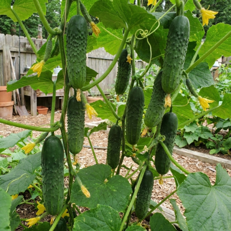 50+ Boston Pickling Cucumber Seeds