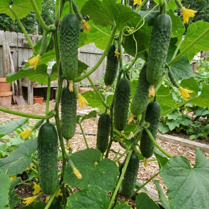 50+ Boston Pickling Cucumber Seeds