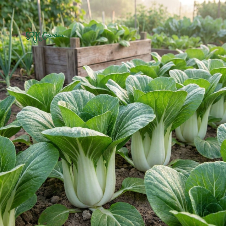 Pak Choi Chinese Cabbage White Stem | 150+ Seeds
