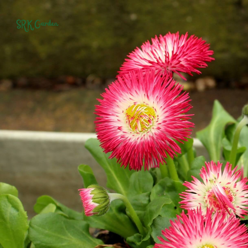 Bellis English Daisy Seeds - Pink, White, Red Mix | 200 Seeds