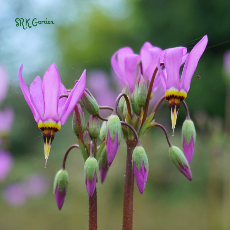 Midland Shooting Star Seeds for Planting | 25 Seeds