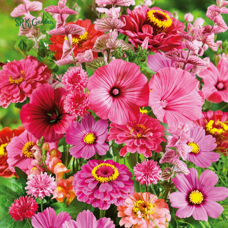 Mixed Pinky Flower Seeds for Spring | 6 type seeds