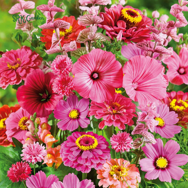 Mixed Pinky Flower Seeds for Spring | 6 type seeds