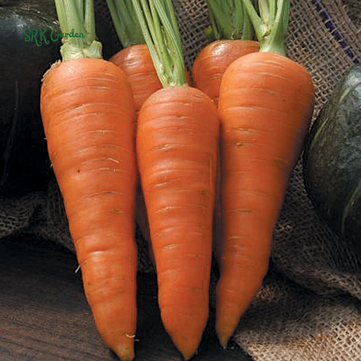 Carrot Seeds - Danvers 126 | 150 Seeds