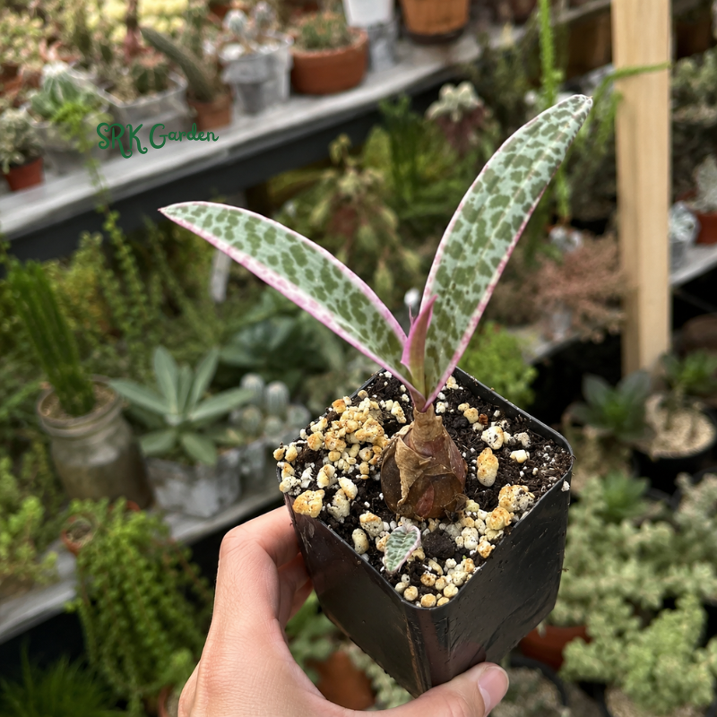 Variegated Silver Squill, Variegated Ledebouria Socialis, Pink Plant in 2" pot