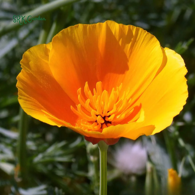 Orange California Poppy Seeds | 500 Seeds