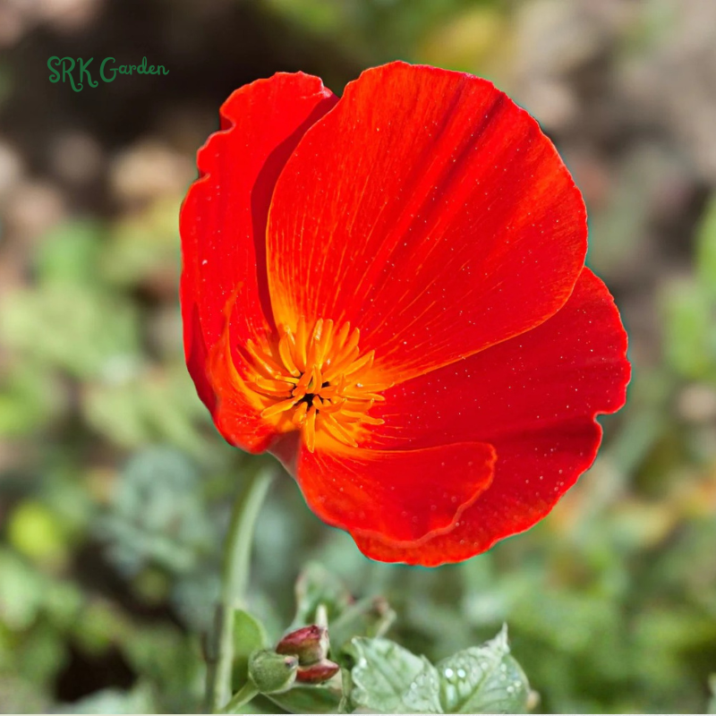 Red California Poppy Seeds | 500 seeds