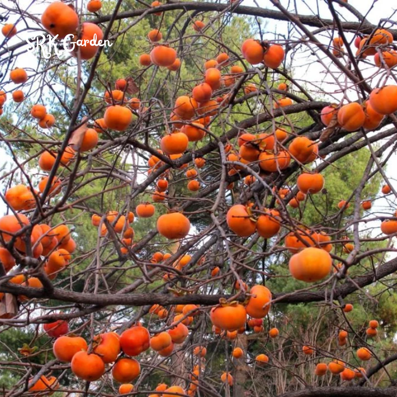 American Common Persimmon Live Plants | Well Rooted Starter Plant
