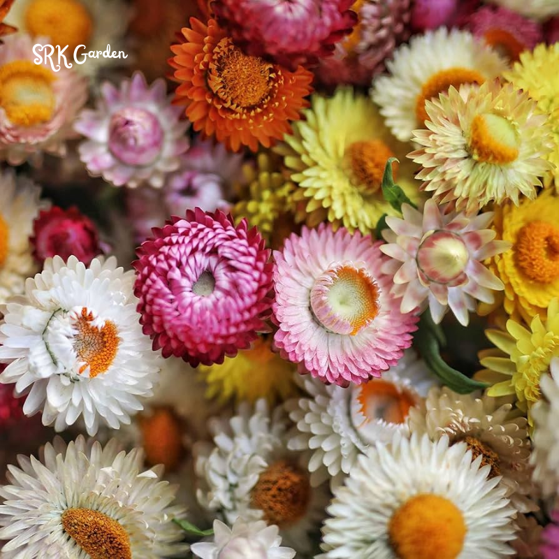 Dwarf Strawflower Seed Mix | 300 Seeds