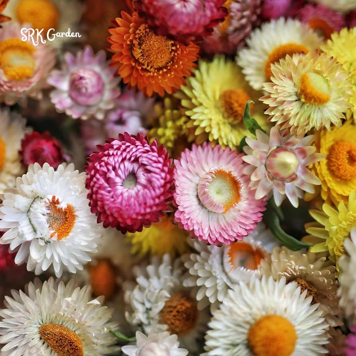 Dwarf Strawflower Seed Mix | 300 Seeds
