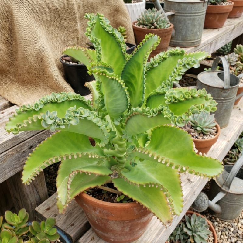 Mother of Thousands, Kalanchoe Succulent, Small Plant in 2”, 4”pot