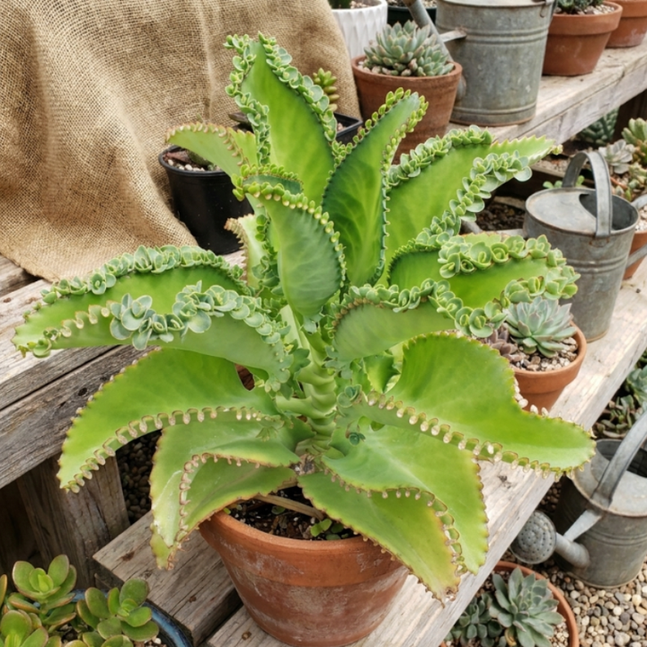Mother of Thousands, Kalanchoe Succulent, Small Plant in 2”, 4”pot