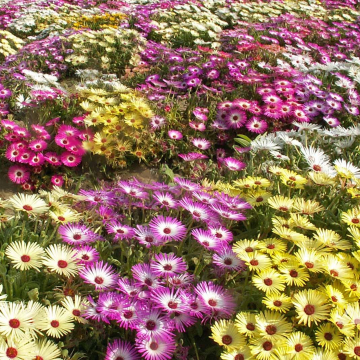 Ice Plant Seed | 200 Seeds