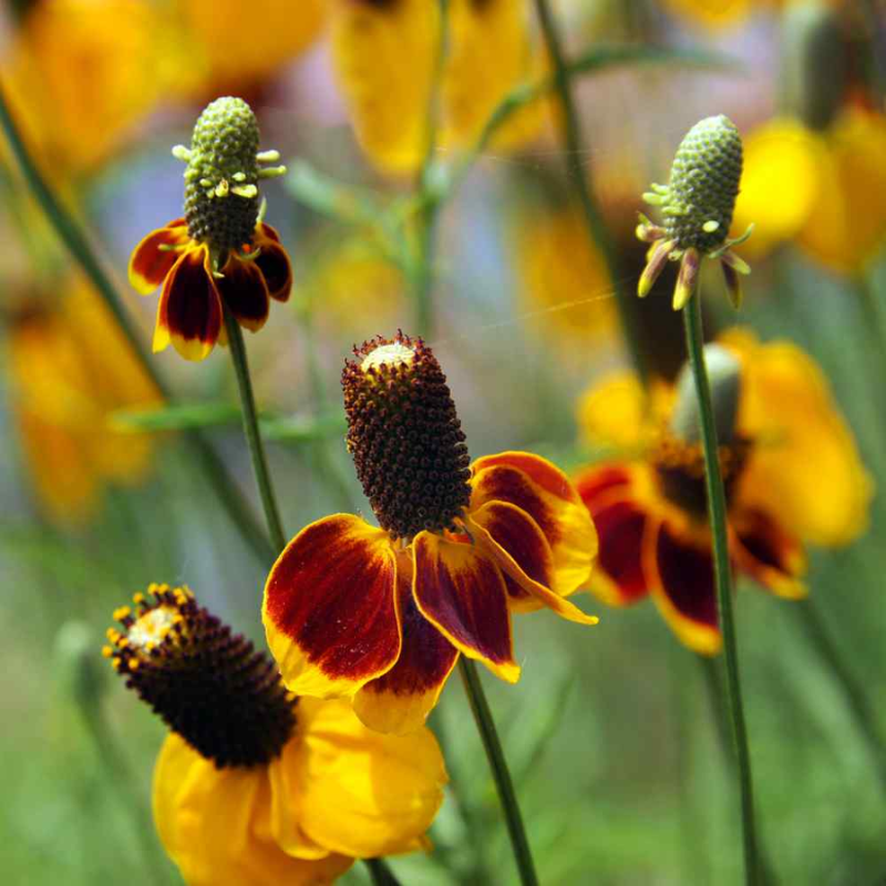 Mexican Hat Coneflower Seeds | 300 Seeds