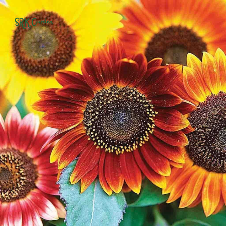 Autumn Beauty Sunflower Seeds for Planting