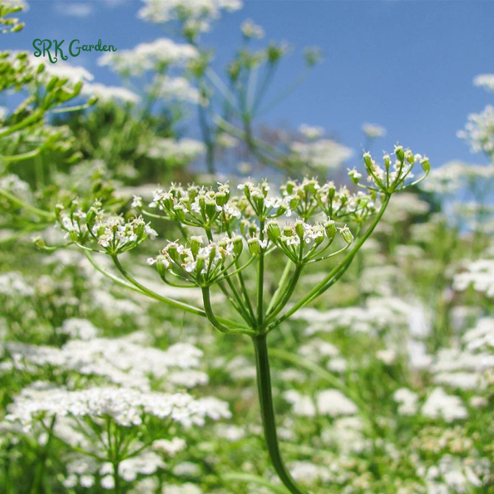 Cumin Seeds | 150 Seeds