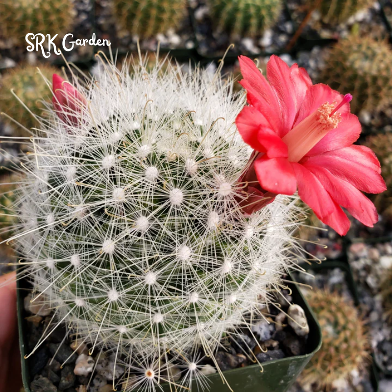 Mammillaria Senilis, Feather Cactus Size 3", 6" pot
