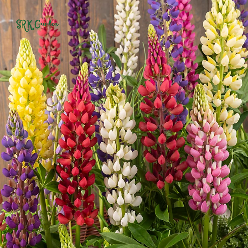 Rainbow Mixed Color Lupine Seeds 50 Seeds