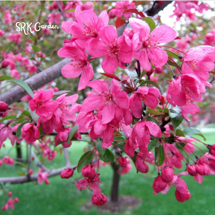 Crab apple Tree Seedlings for Outdoor | Zumi AppleCrab