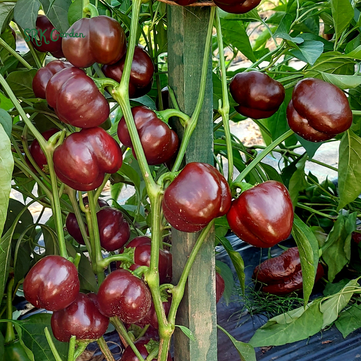 Miniature Chocolate Sweet Bell Pepper | 20 Seeds