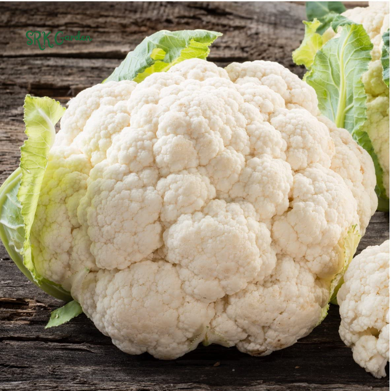 Organic Snowball Cauliflower Seeds, Y Improved Self Balancing | 150 Seeds