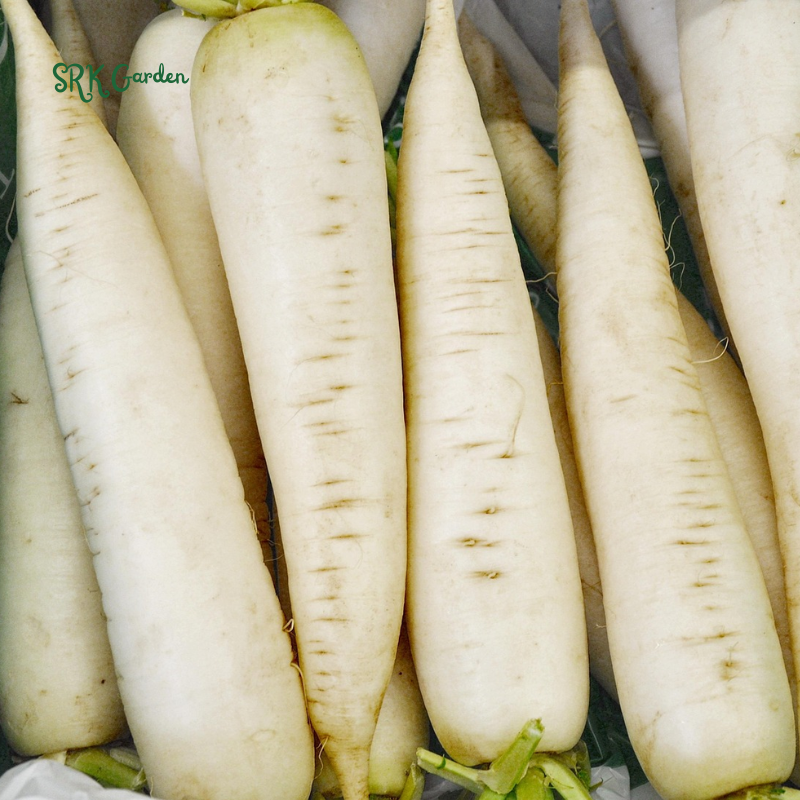 Radish Seeds - White Icicle | 200 Seeds