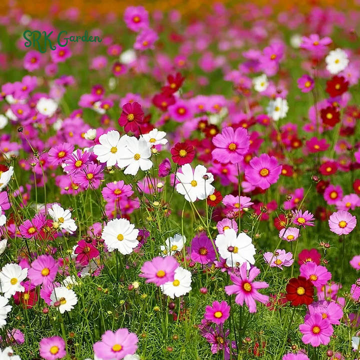 Mixed Cosmos Flower Seed 1000 to 6000pcs. Spring and Fall Panting