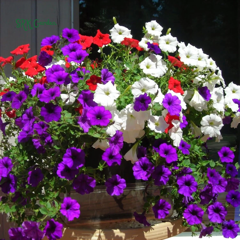 Dwarf Petunia Seed Mix | 250 Seeds
