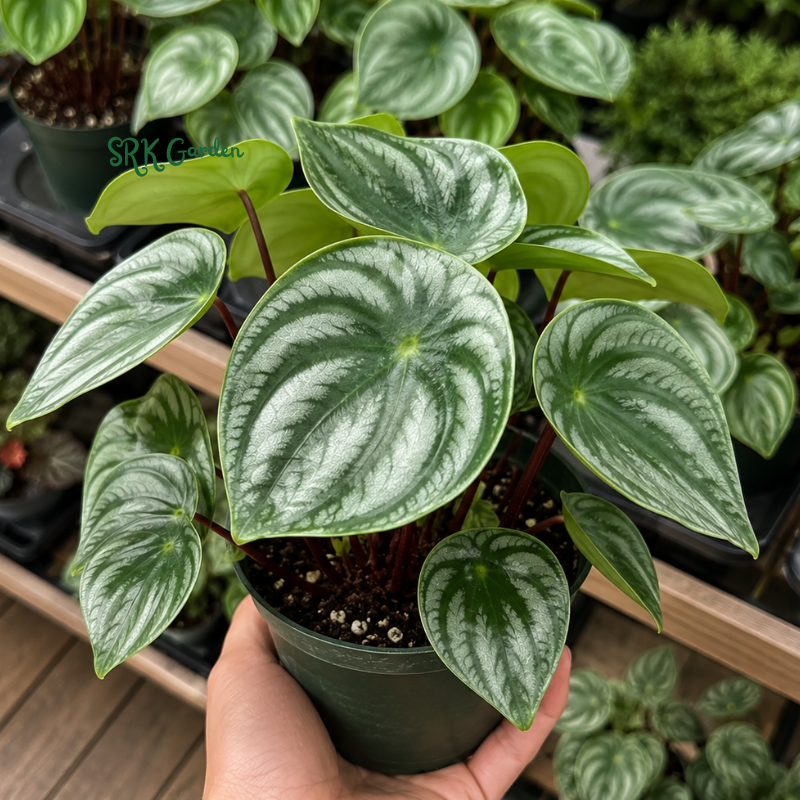 watermelon potted plant Peperomia Watermelon - Live Plant in a 4 Inch Pot - Peperomia Argyreia