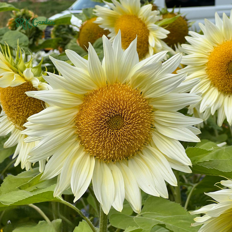 Pro Cut White Lite Sunflower Seeds | 20 Seeds