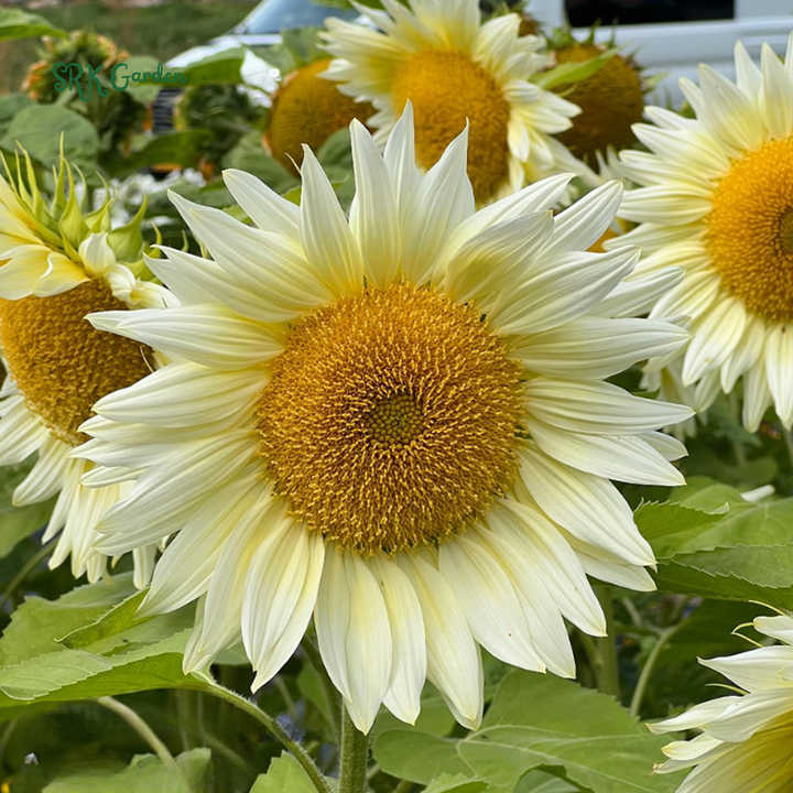 Pro Cut White Lite Sunflower Seeds | 20 Seeds